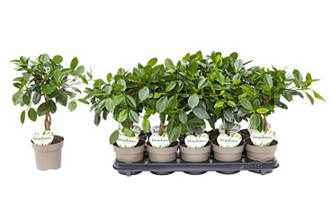 Ficus Maya Twisted Stem