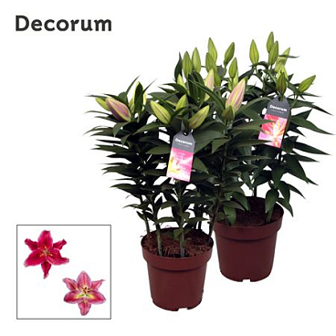 Lilium Or Pink 5pp (decorum)
