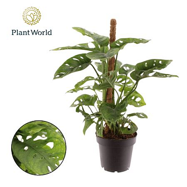 Monstera Obliqua 'monkey Leaf' Mosstok