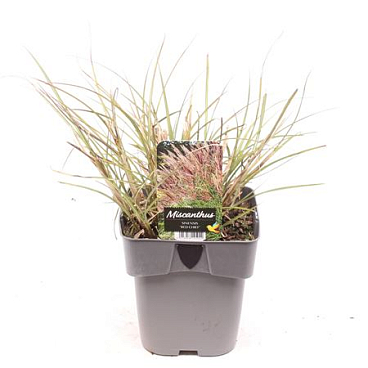 Miscanthus Sin Red Chief