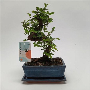 Bonsai Zelkova S-shape Traditional