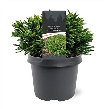 Cryptomeria Jap Little Sonja