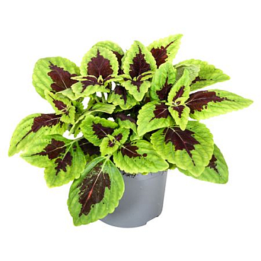 Coleus Alligator Alley