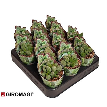 Adromischus Marianae F. Herrei Green Potcover
