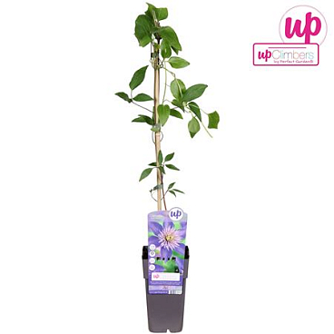 Clematis Multi Blue