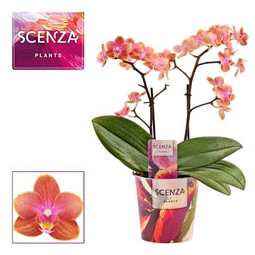 Phal Perfíum 2st Dusty Belle (scenza)