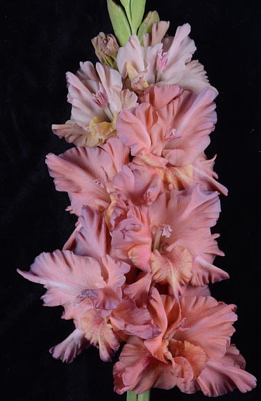 Гладиолус крупноцветковый Шоколадное Парфэ