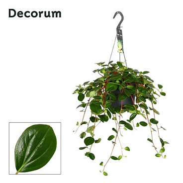 Peperomia Smaragd