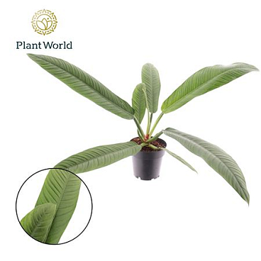 Philodendron Campii