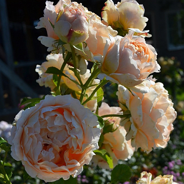 Роза плетистая Полка