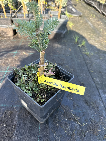 Пихта субальпийская Компакта