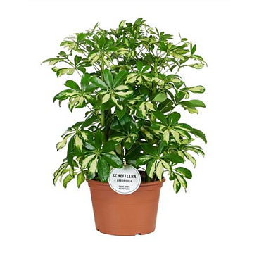 Schefflera Gerda Branched