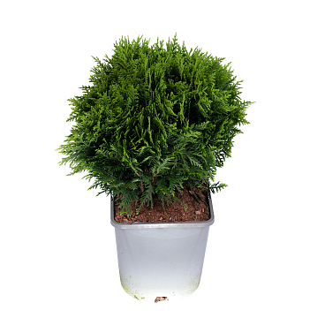 Туя западная Даника