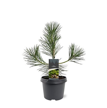 Pinus Thunbergii