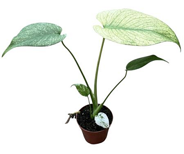 Monstera Mint