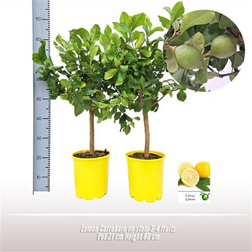 Citrus Carrubaro On Stem