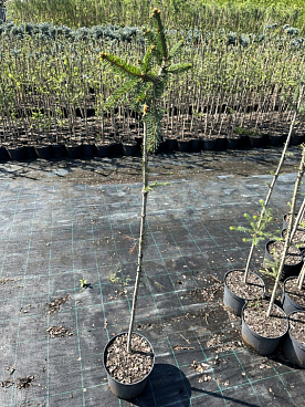 Ель обыкновенная Инверса штамб 120