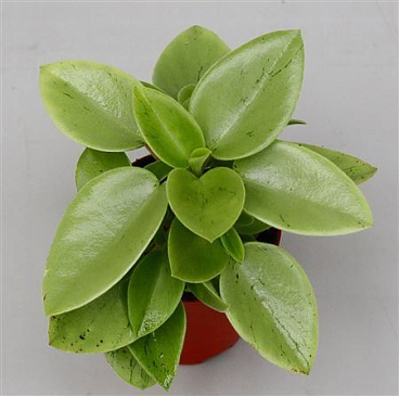 Peperomia Lime