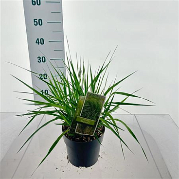 Molinia Arundinacea Skyracer