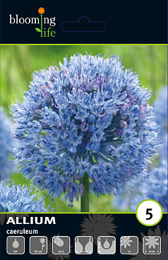 Аллиум голубой | Оптовая цветочная компания «Флора Групп» Аллиум голубой