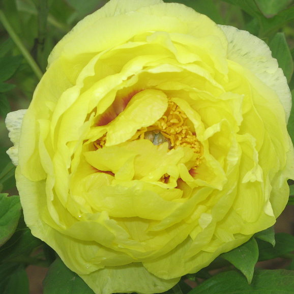 Пион древовидный Золото Поднебесной в тубе