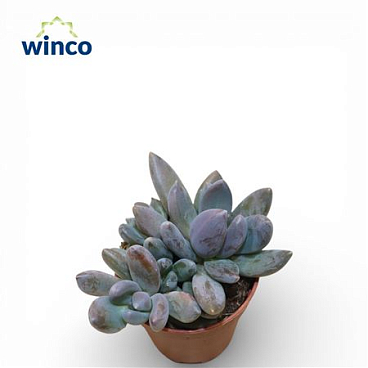 Pachyphytum Bracteosum Fitkai (group)