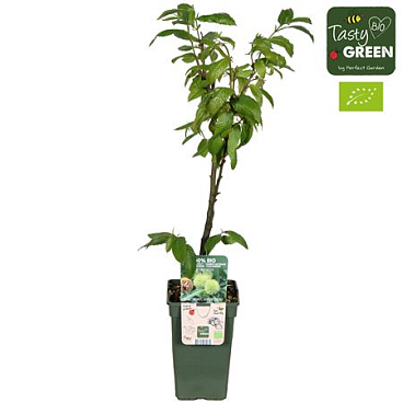 Castanea Sativa Bio