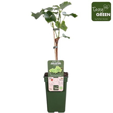 Vitis Vin Phoenix (grafted) Bio