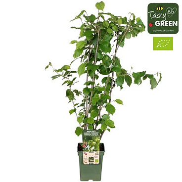 Corylus Avellana Pearson's Prolific Bio