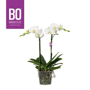 Phal 2st Funda Bo White 18+ (opti)