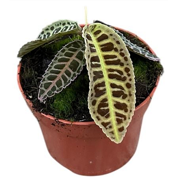 Labisia Sp No Id