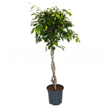 Фикус бенжамина Экзотика переплетенный