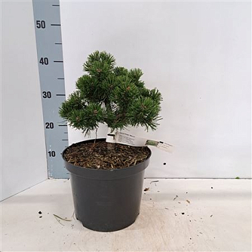 Pinus Mugo March