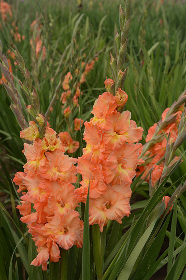 Гладиолус крупноцветковый Ирина Слуцкая