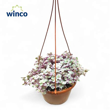 Tradescantia Fluminensis Hanging Pot