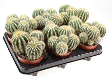 Notocactus Warassi