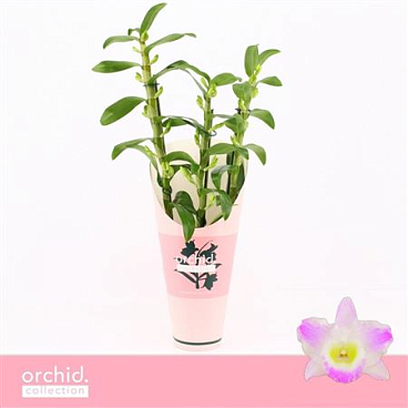 Dendr Nob 3st Pandora Orchid Collect
