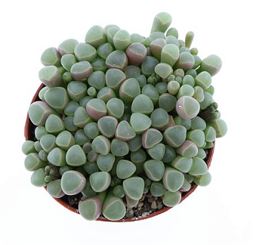 Fenestraria Rhopalophylla