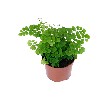 Адиантум Фрагранс