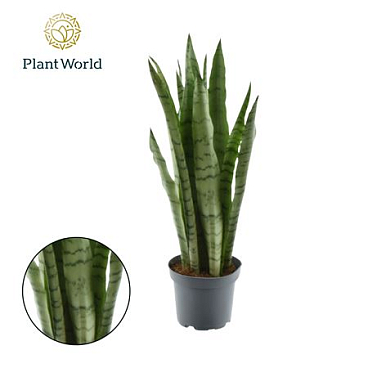 Sansevieria Spearmint (8+ Blad)