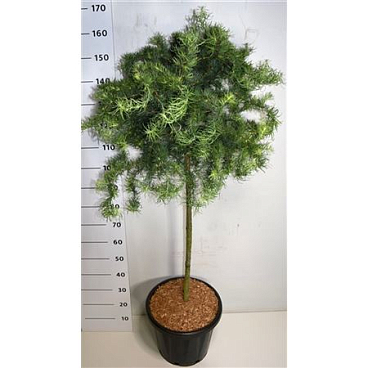 Larix Kaempf Diana On Stem