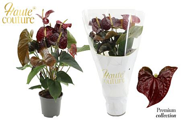 Anthurium 17 Cm Tranquillo In Haute Couture Sleeve