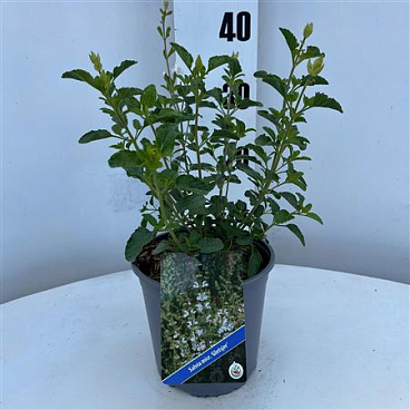 Salvia Microphylla Gletsjer