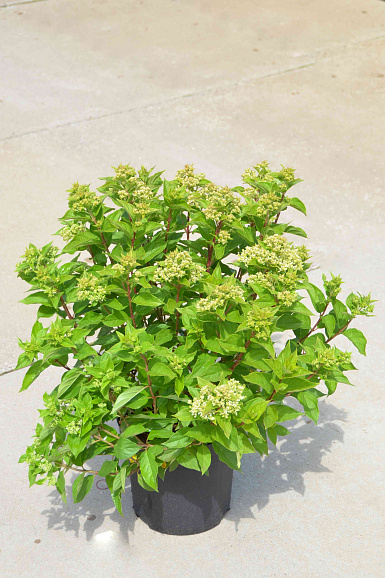 Гортензия метельчатая Литтл Лайм