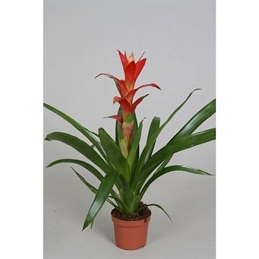 Guzmania Techno