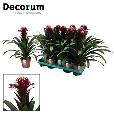 Guzmania Francesca (decorum)