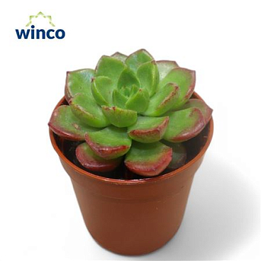 Echeveria Affinus Red
