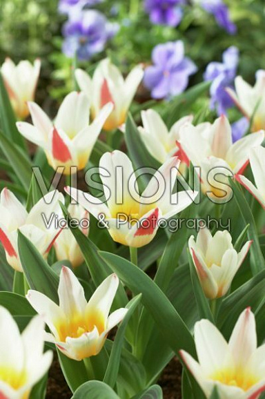 Тюльпан гибрид кауфмана Иоганн Штраус