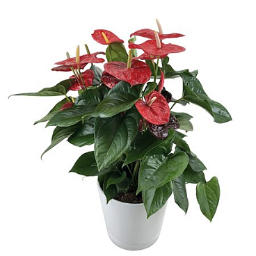 Anth An Aloha Red 10+ Ceramic