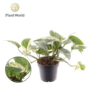 Epipremnum Marble King